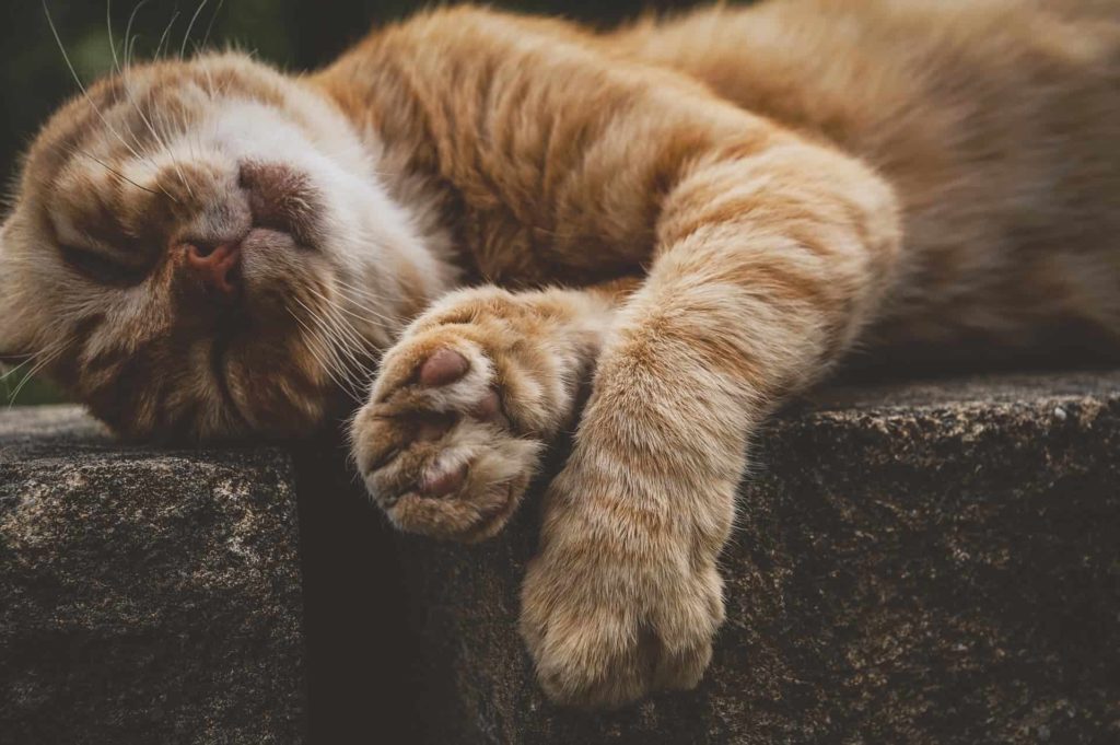 Foto zeigt eine entspannte Katze