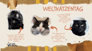 Drei Katzenporträts zum Weltkatzentag.