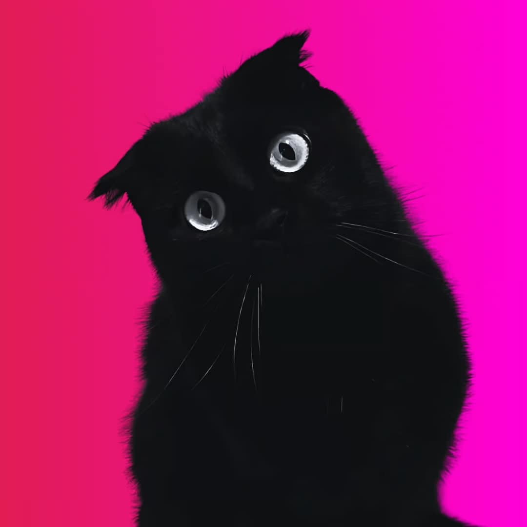 Schwarze Katze vor pinkem Hintergrund.