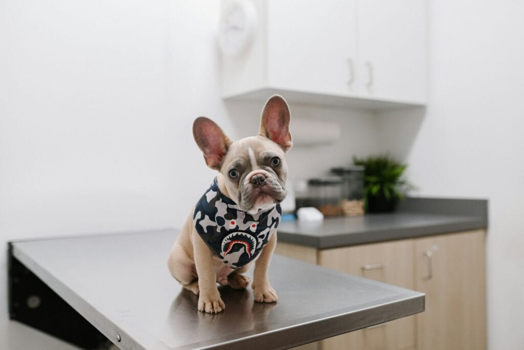 Französische Bulldogge mit Halstuch in Küche