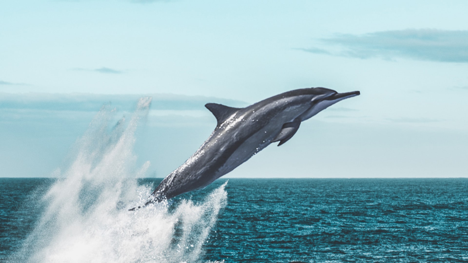 pagie-page-UaaHbkk40Ow-unsplash